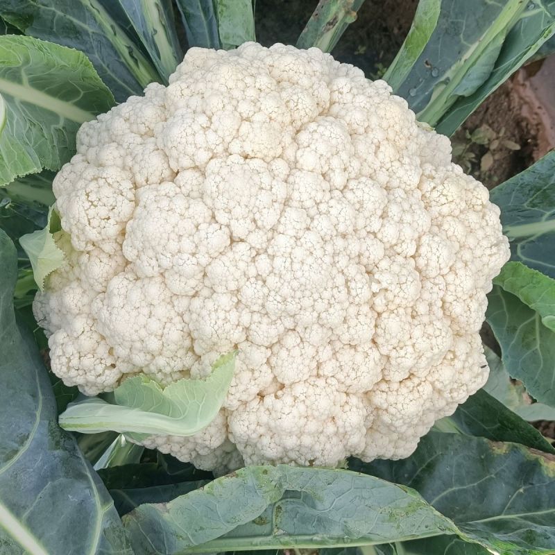 白玉108松花菜种子晚熟耐寒花菜种子春秋播花椰菜种籽