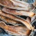 水蛭清水吊干水蛭盐水蛭盐城道地野生含量更高批发零售