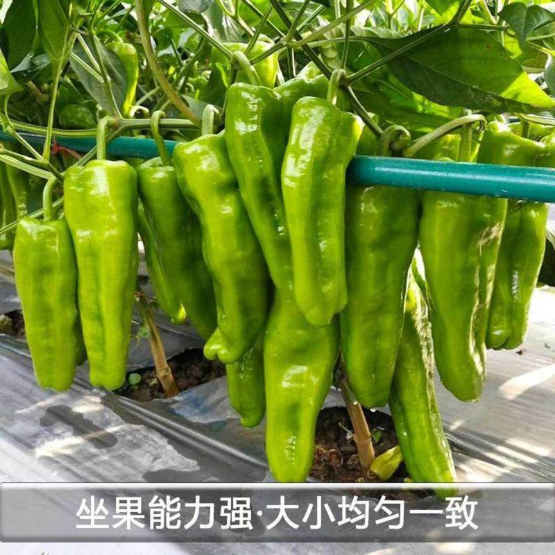 景田鸿大新大果辣椒种子杂交早熟高产抗病连续坐果能力强