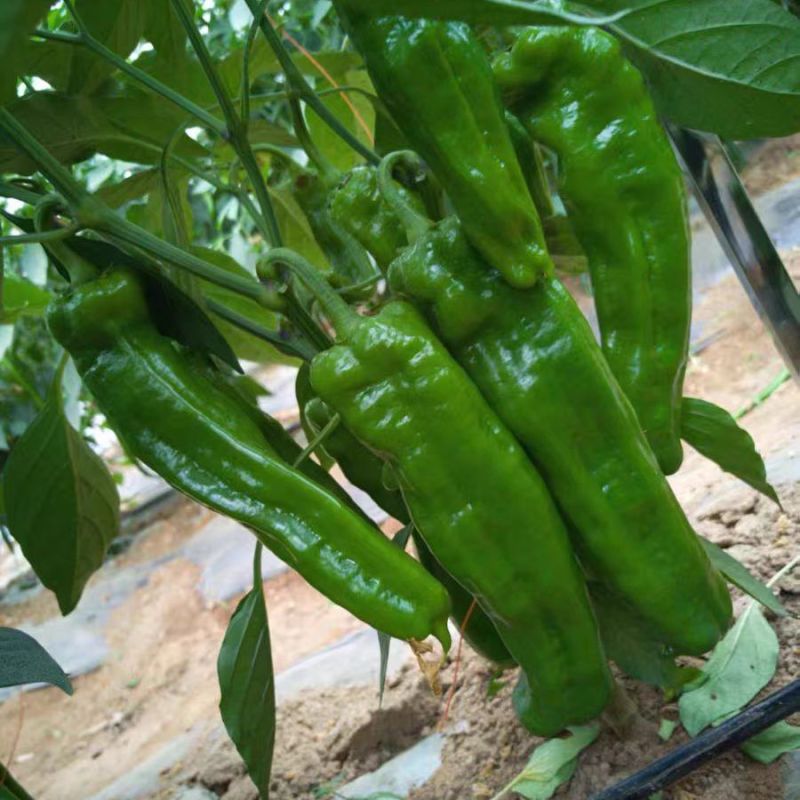 砀研900大果粗长牛角椒籽早熟高产抗病微辣口感好膨果快
