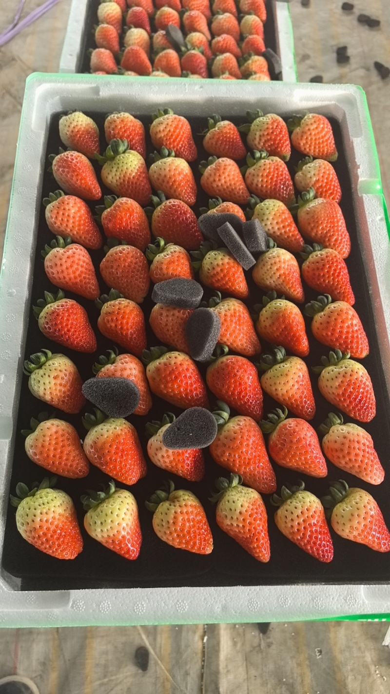 商丘草莓值得信赖