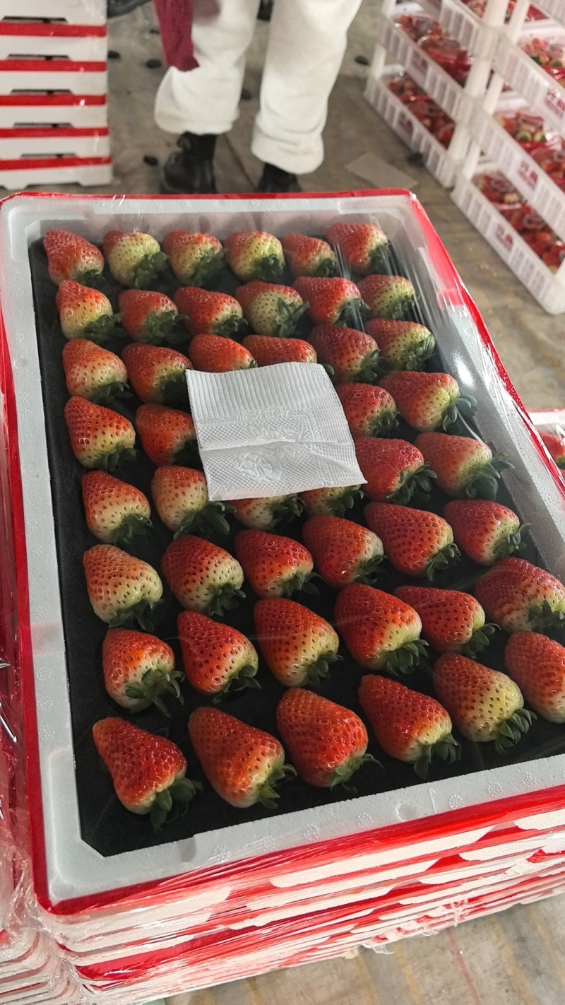 商丘草莓值得信赖