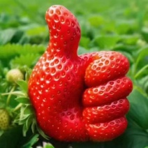 商丘草莓值得信赖