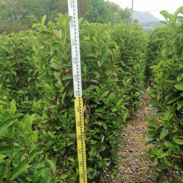 冬青柱，1.3-1.5米高，冠幅40-50公分