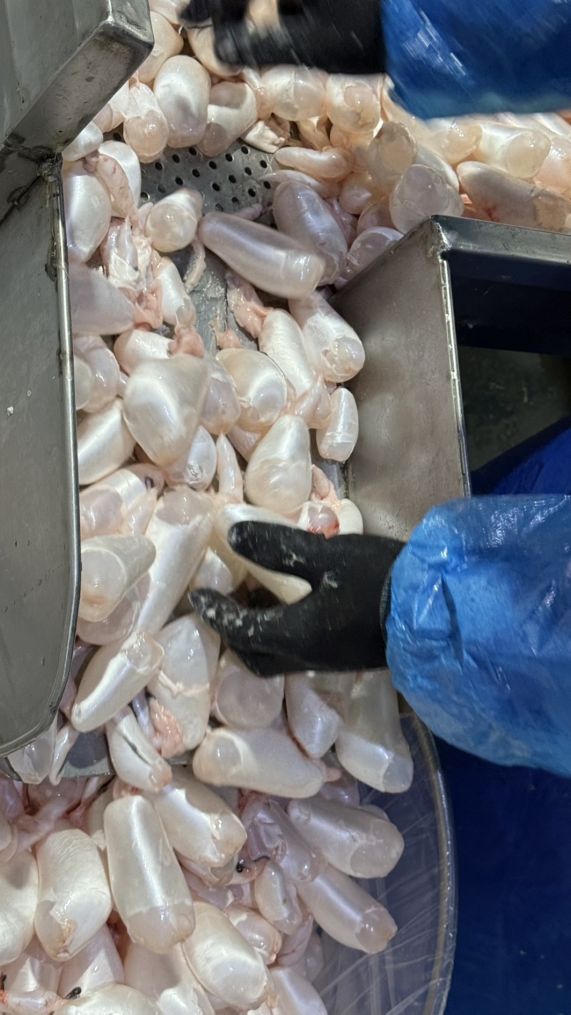 白鲢鱼泡鱼肚鱼鳔全国发货质量保证欢迎下单