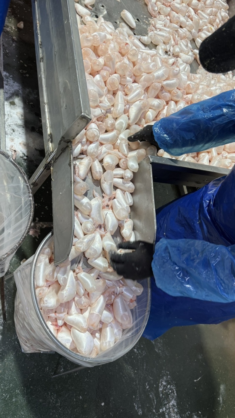 白鲢鱼泡鱼肚鱼鳔全国发货质量保证欢迎下单