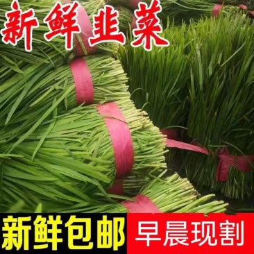 新鲜韭菜当季蔬菜鲜嫩多汁现割自家种植宽叶韭菜蔬菜