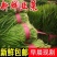新鲜韭菜当季蔬菜鲜嫩多汁现割自家种植宽叶韭菜蔬菜