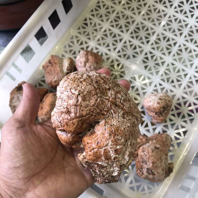 虎奶菇菌包