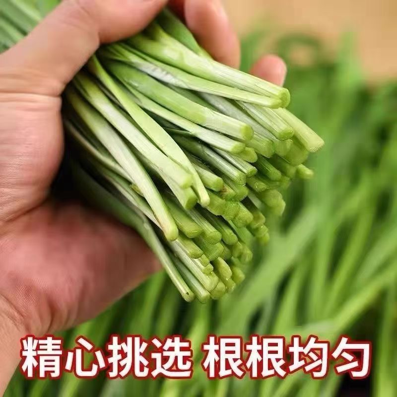 新鲜韭菜当季蔬菜鲜嫩多汁现割自家种植宽叶韭菜蔬菜