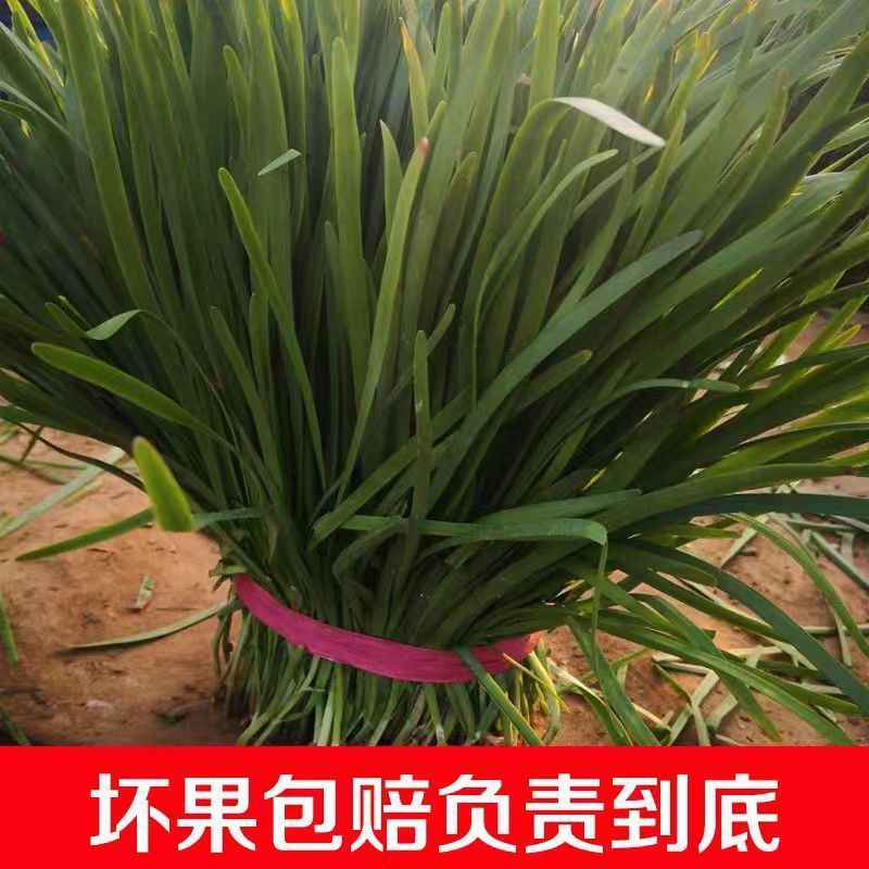 新鲜韭菜当季蔬菜鲜嫩多汁现割自家种植宽叶韭菜蔬菜