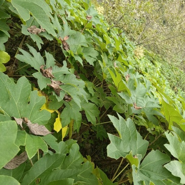 通草苗，种植简单成活率高