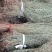 野生田基黄贵州特产大量现货供应欢迎电话订购