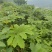 通草苗，种植简单成活率高