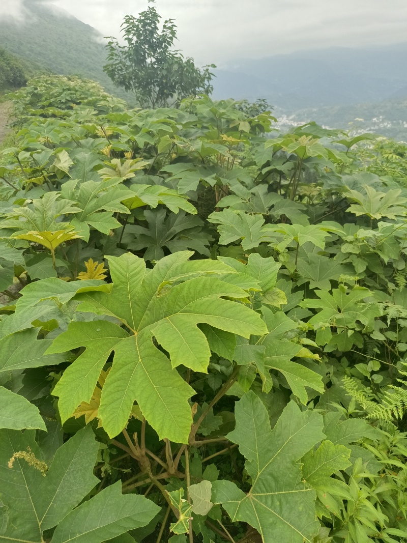 通草苗，种植简单成活率高