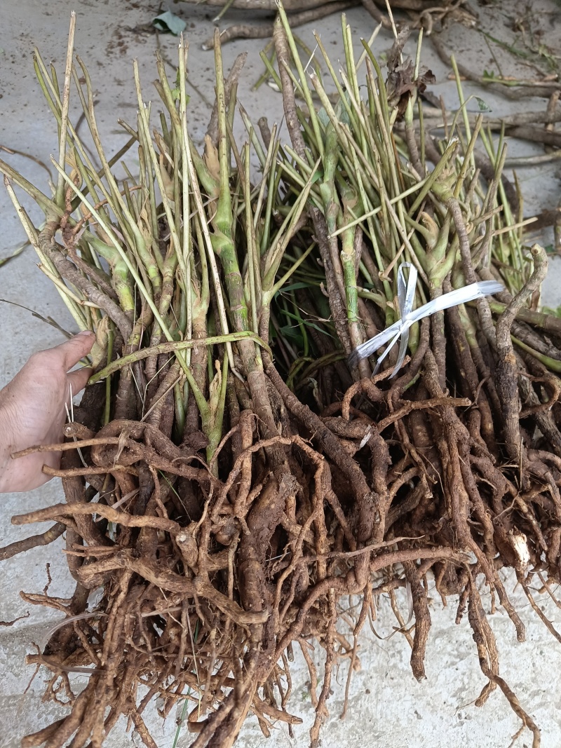通草苗，种植简单成活率高