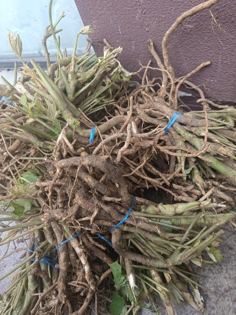 通草苗，种植简单成活率高