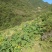 通草苗，种植简单成活率高