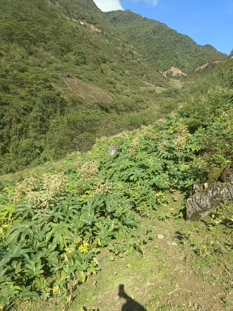 通草苗，种植简单成活率高
