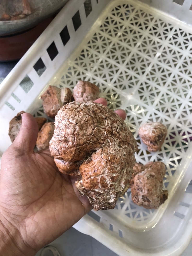 虎奶菇菌包