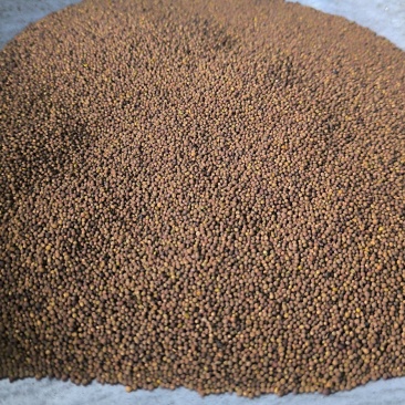 菟丝子中药材批发菟丝子产地直销质量保证量大从优