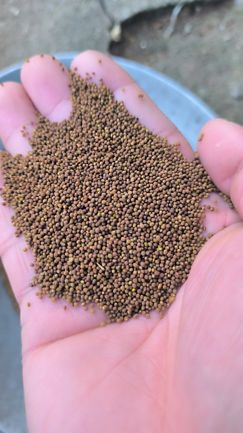 菟丝子中药材批发菟丝子产地直销质量保证量大从优