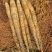 白鬼山药大量上市欢迎来️️电来人实地参观