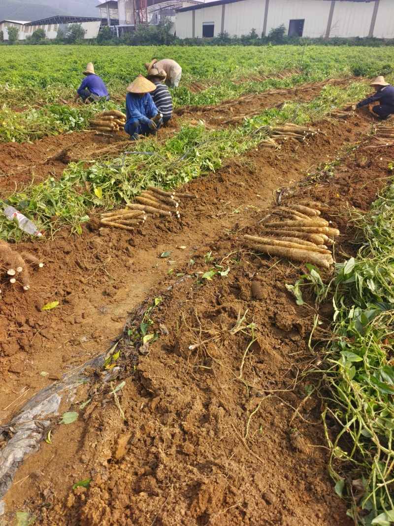 白鬼山药大量上市欢迎来️️电来人实地参观