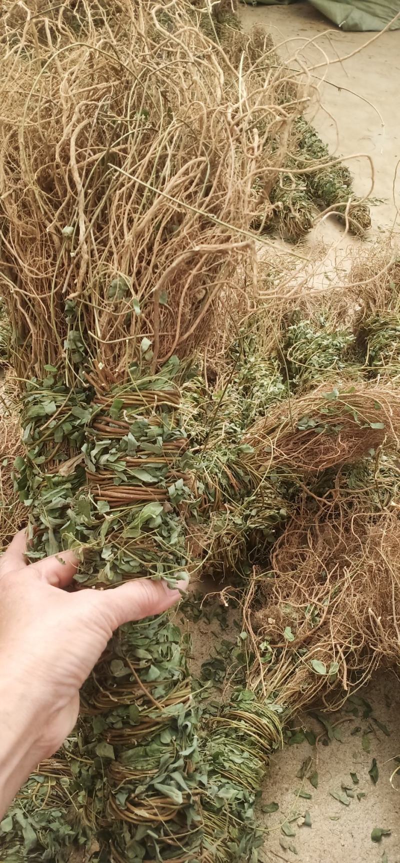 大叶长扎鸡骨草中药批发一手货源量大忧惠全国发货
