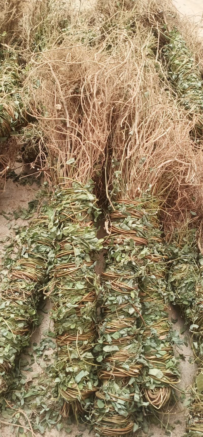 大叶长扎鸡骨草中药批发一手货源量大忧惠全国发货