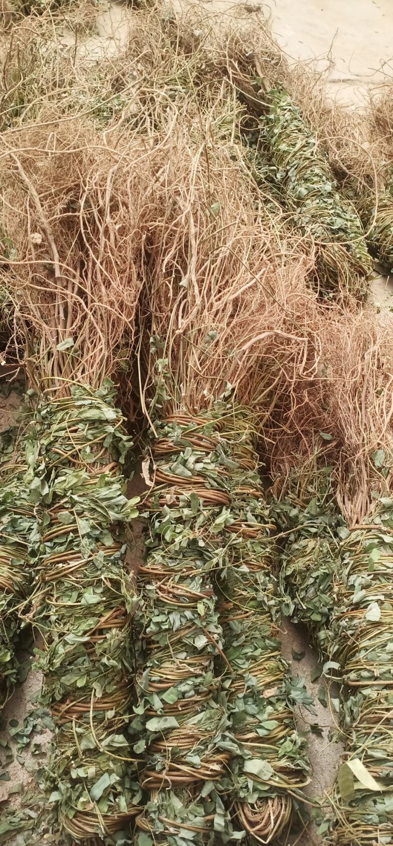 大叶长扎鸡骨草中药批发一手货源量大忧惠全国发货