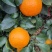 四川眉山爱媛果冻橙