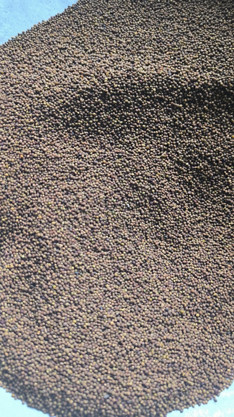 菟丝子中药材批发菟丝子产地直销质量保证量大从优
