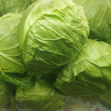 大棚软甘蓝，薄皮厚皮大量现货诚意的来！！！