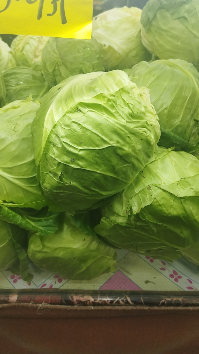 大棚软甘蓝，薄皮厚皮大量现货诚意的来！！！