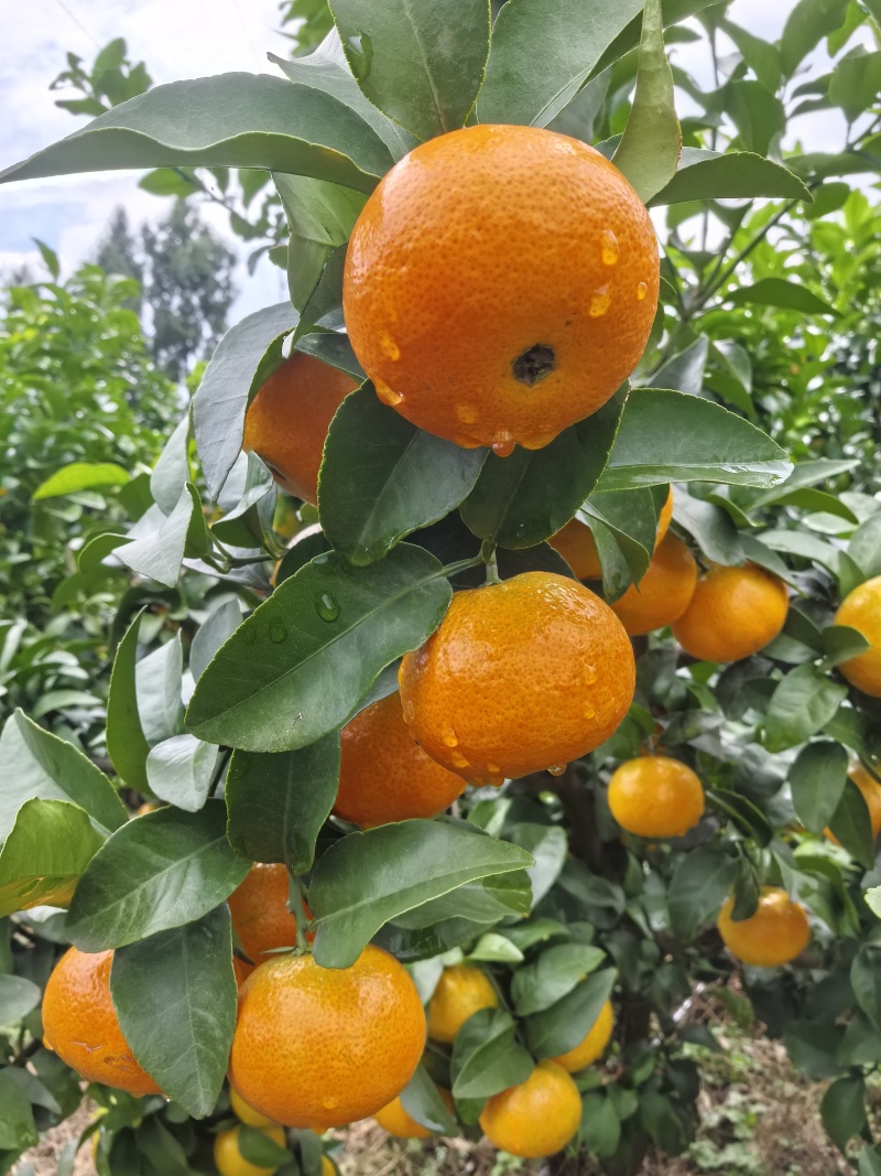 金秋沙糖桔