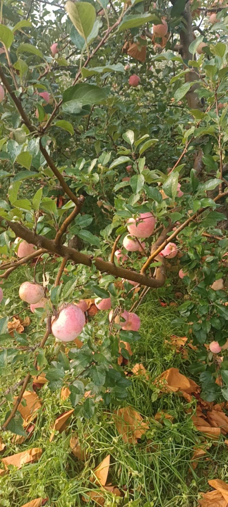 河南精品红富士苹果/量大价优/欢迎下单
