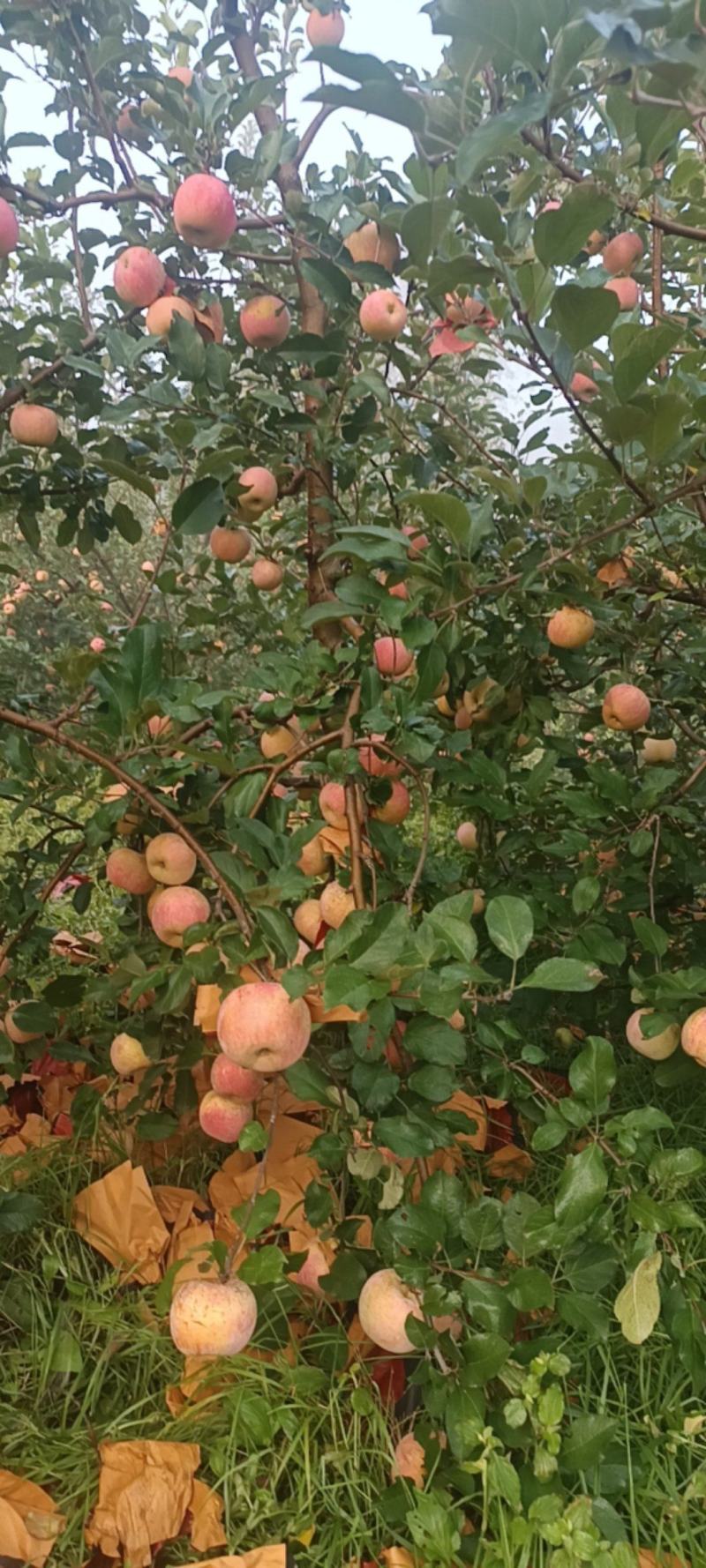 河南精品红富士苹果/量大价优/欢迎下单