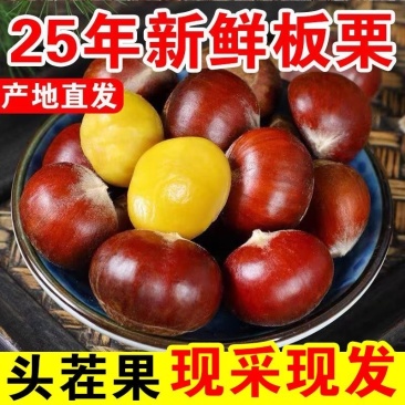 25年新货板栗油栗黄肉板栗电商一件代发源头直发