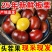 25年新货板栗油栗黄肉板栗电商一件代发源头直发