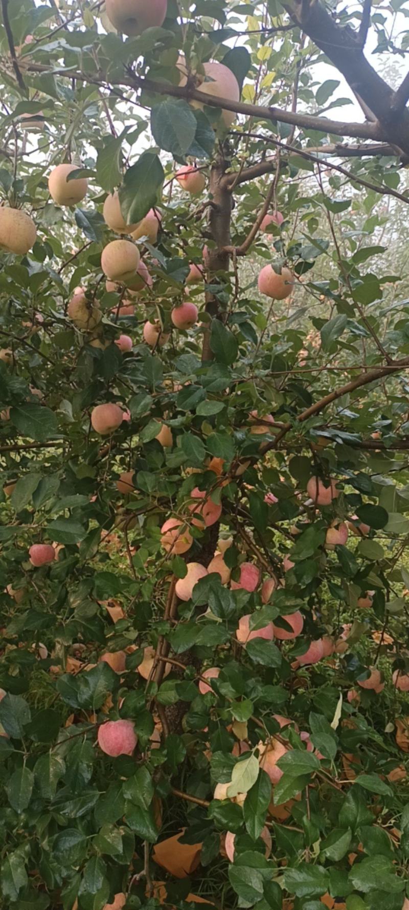 河南精品红富士苹果/量大价优/欢迎下单