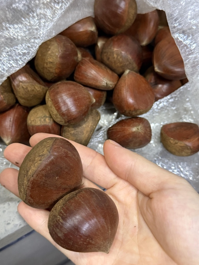 25年新货板栗油栗黄肉板栗电商一件代发源头直发