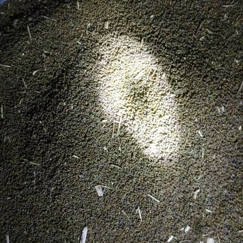 大量供应田菁籽