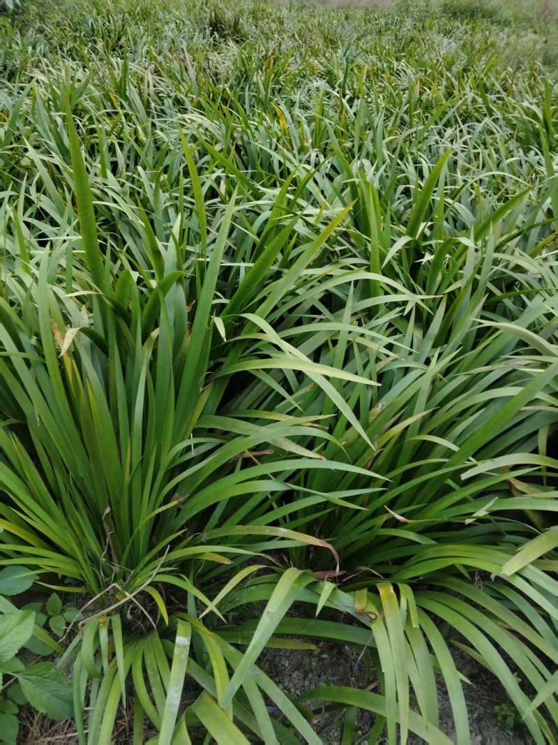 石菖蒲种苗