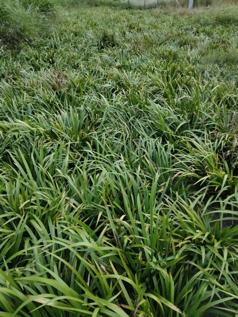 石菖蒲种苗