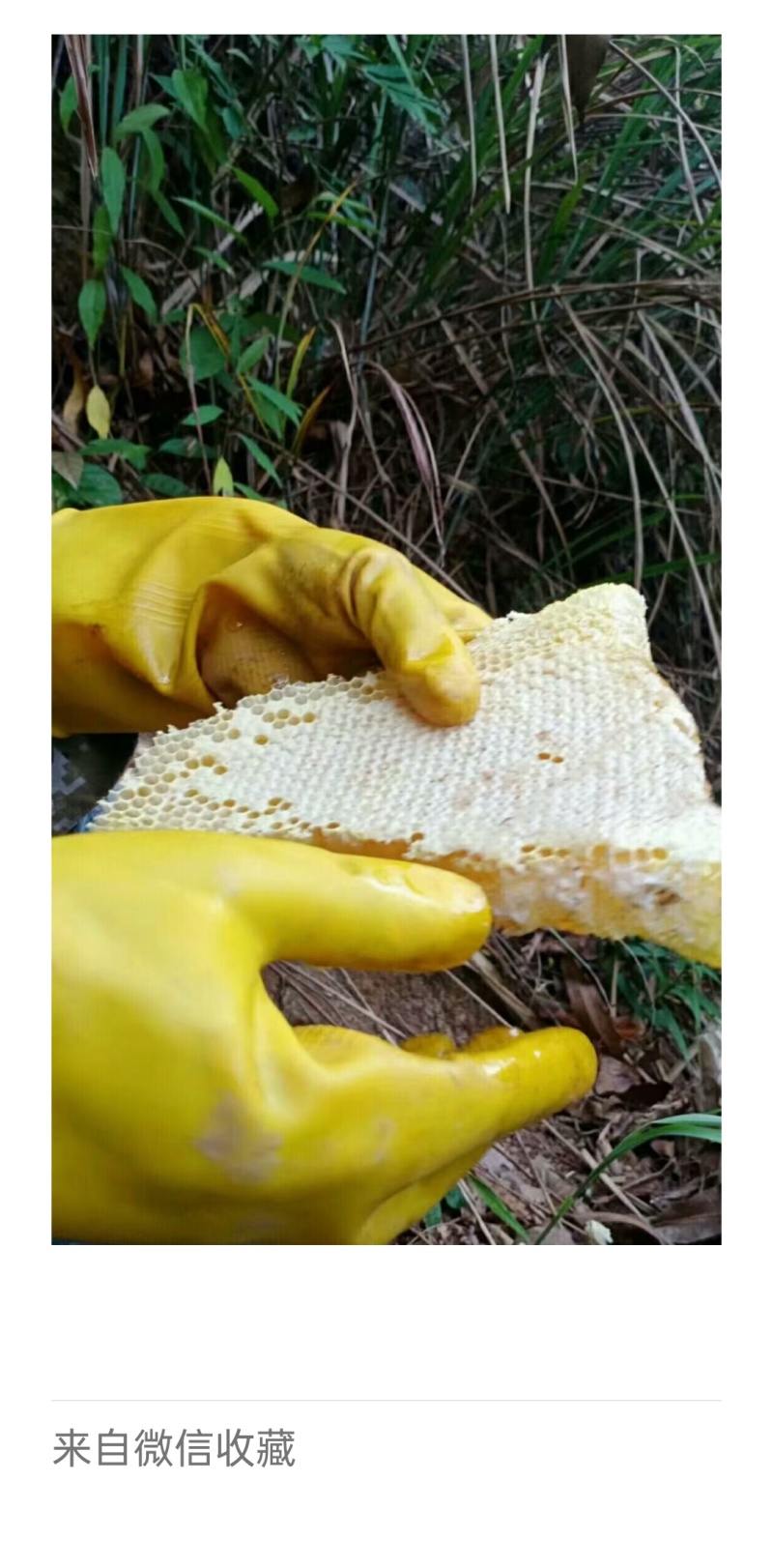 野生蜂蜜