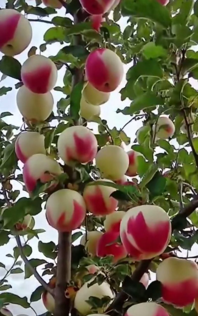 水蜜桃苹果