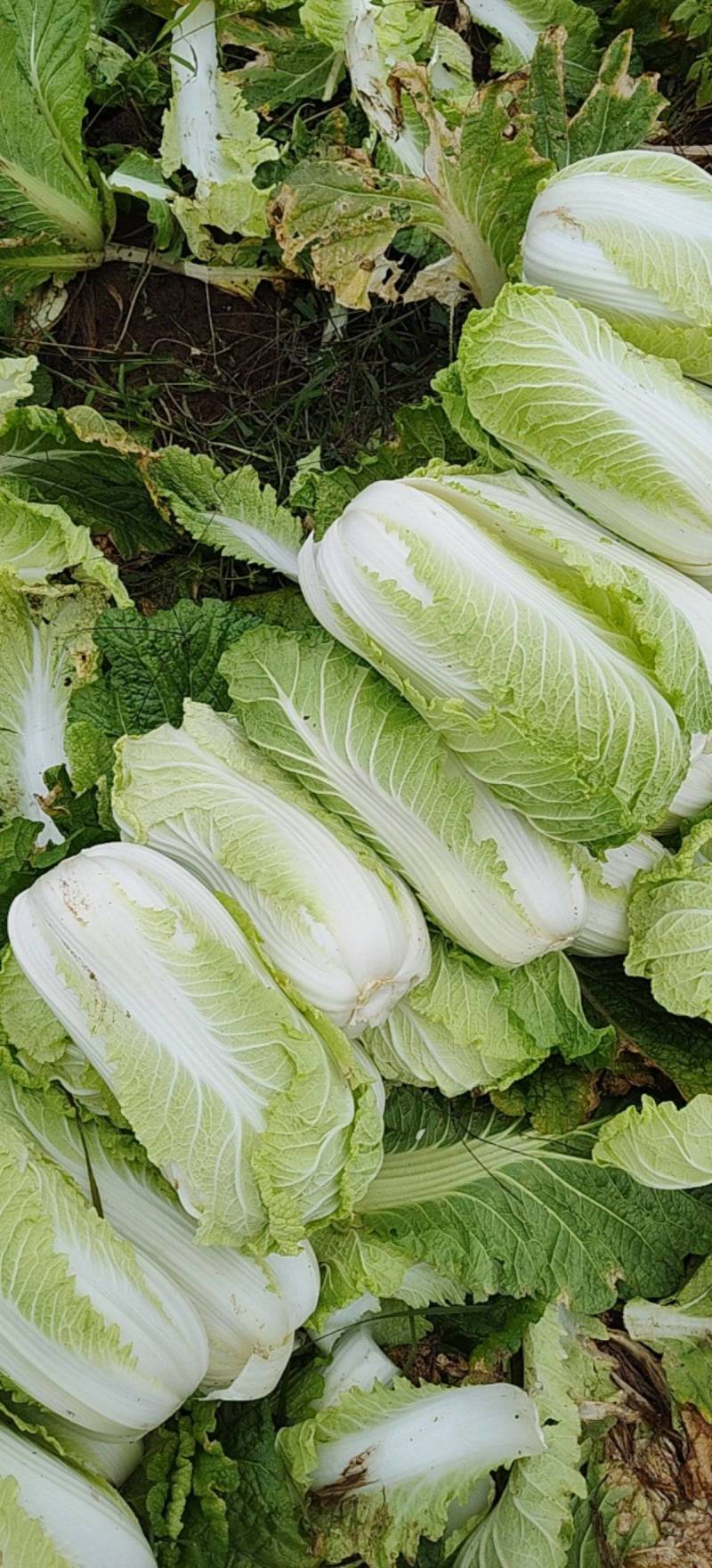 黄心白菜