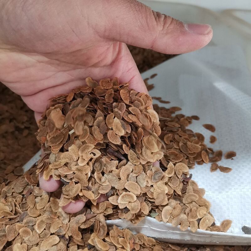 木荷种子林木种子木荷树种荷木荷树种子园林绿化行道树种子