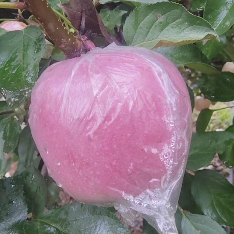 红富士苹果